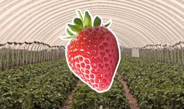 Strawberry Slavery