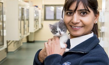 The RSPCA wants you! RSPCA seeks to diversify its animal rescue teams across the country