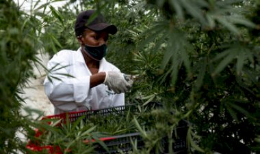 African cannabis market hits new high